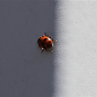 Hippodamia variegata (Spotted Amber Ladybird) at Lyons, ACT - Yesterday by ran452