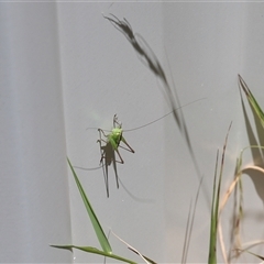 Unverified Grasshopper, Cricket or Katydid (Orthoptera) at Lyons, ACT - 3 Dec 2025 by ran452