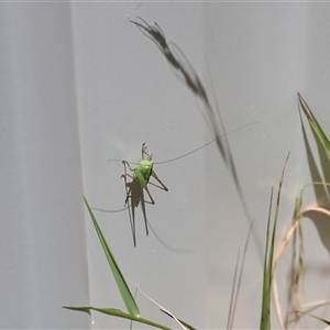 Unverified Grasshopper, Cricket or Katydid (Orthoptera) at Lyons, ACT - Yesterday by ran452