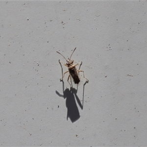 Unverified True bug (Hemiptera, Heteroptera) at Lyons, ACT - Yesterday by ran452
