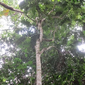 Austromuellera trinervia at Cape Tribulation, QLD - 23 Jun 2023 by JasonPStewart
