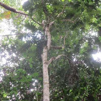 Austromuellera trinervia at Cape Tribulation, QLD - 23 Jun 2023 by JasonPStewart