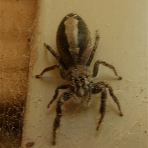 Sandalodes superbus (Ludicra Jumping Spider) by Paul4K