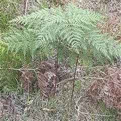 Pteridium esculentum (Bracken) at Bungonia, NSW - 1 Dec 2025 by Brenno1985