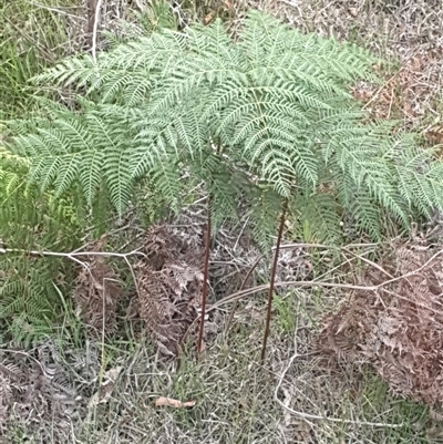Pteridium esculentum (Bracken) at Bungonia, NSW - 1 Dec 2025 by Brenno1985