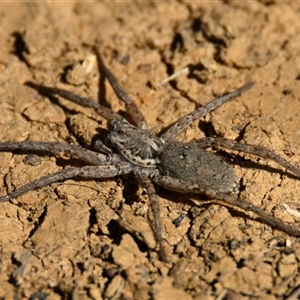 Lycosidae (family) (Wolf spider) at Throsby, ACT - Yesterday by Thurstan