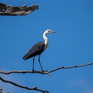 Ardea pacifica (White-necked Heron) at Bellmount Forest, NSW - 30 Nov 2025 by trevsci