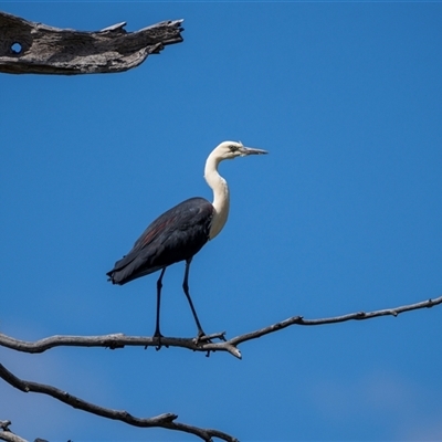 Ardea pacifica (White-necked Heron) at Bellmount Forest, NSW - 30 Nov 2025 by trevsci