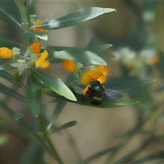 Xylocopa (Lestis) aerata at Acton, ACT - 3 Dec 2025 by TimL