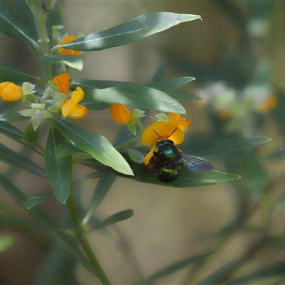 Xylocopa (Lestis) aerata at Acton, ACT - 3 Dec 2025 by TimL