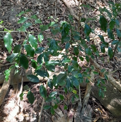 Emmenosperma alphitonioides at Pappinbarra, NSW - 12 Nov 2025 by jonvanbeest