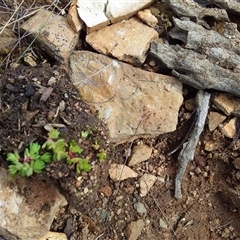 Unverified Other Wildflower or Herb at Ballyroe, NSW - 13 Aug 2019 by TwoRivers
