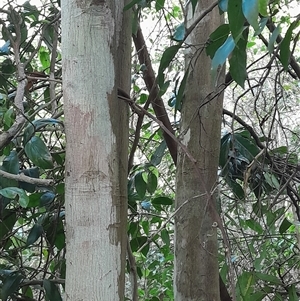 Unverified at suppressed - suppressed