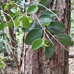 Unverified Other Tree at Pappinbarra, NSW - 15 Nov 2025 by jonvanbeest