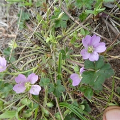 Geranium solanderi at Ballyroe, NSW - 12 Oct 2018 by TwoRivers