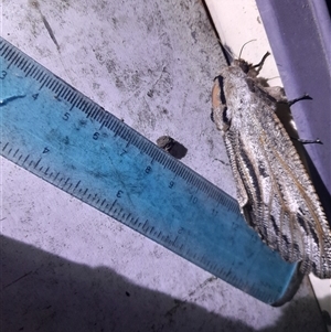 Endoxyla cinereas (Giant Wood Moth) at Pappinbarra, NSW - 16 Nov 2025 by jonvanbeest