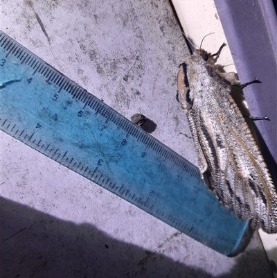 Endoxyla cinereas (Giant Wood Moth) at Pappinbarra, NSW - 16 Nov 2025 by jonvanbeest