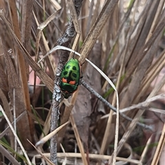 Scutiphora pedicellata (Metallic Jewel Bug) at Gordon, ACT - 1 Dec 2025 by Fred