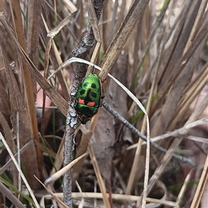 Scutiphora pedicellata (Metallic Jewel Bug) at Gordon, ACT - 1 Dec 2025 by Fred