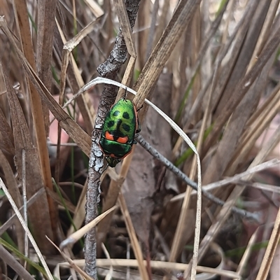 Scutiphora pedicellata (Metallic Jewel Bug) at Gordon, ACT - 1 Dec 2025 by Fred