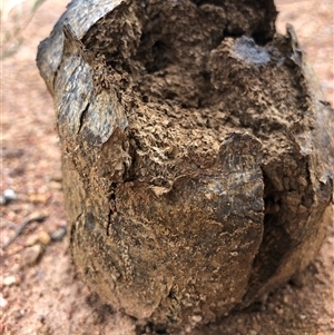 Pisolithus sp. at Crowther, NSW - 30 Nov 2025 by Frecko