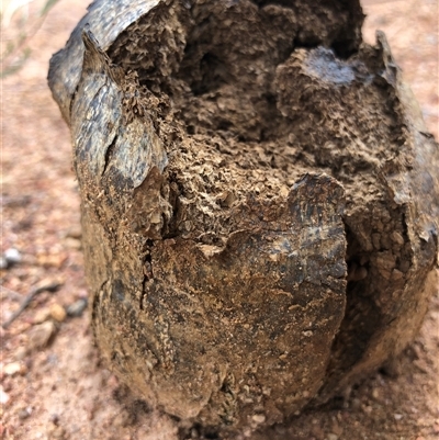 Pisolithus sp. (Pisolithus) at Crowther, NSW - 30 Nov 2025 by Frecko