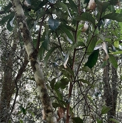 Cryptocarya obovata at Pappinbarra, NSW - 30 Nov 2025 by jonvanbeest