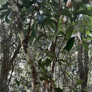 Cryptocarya obovata at Pappinbarra, NSW - 30 Nov 2025 by jonvanbeest