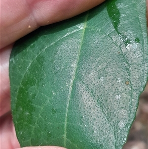 Ficus coronata at Pappinbarra, NSW - 30 Nov 2025 by jonvanbeest