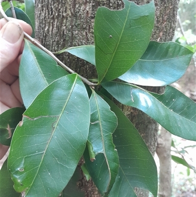 Planchonella australis at Pappinbarra, NSW - 26 Nov 2025 by jonvanbeest