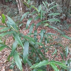 Alpinia caerulea at Pappinbarra, NSW - 22 Nov 2025 by jonvanbeest