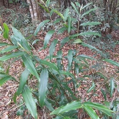 Alpinia caerulea at Pappinbarra, NSW - 22 Nov 2025 by jonvanbeest