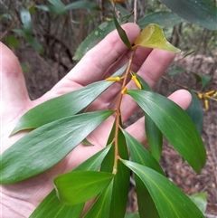 Persoonia levis at Pappinbarra, NSW - 22 Nov 2025 by jonvanbeest