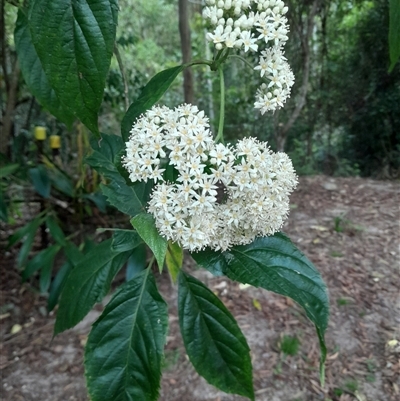 Cuttsia viburnea at Pappinbarra, NSW - 14 Nov 2025 by jonvanbeest