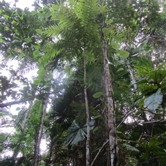 Austromuellera trinervia at Cape Tribulation, QLD - 26 Jun 2023 by JasonPStewart