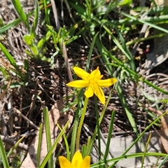 Hypoxis hygrometrica var. hygrometrica (Golden Weather-grass) at Weetangera, ACT - 2 Dec 2025 by sangio7