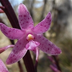 Dipodium roseum (Rosy Hyacinth Orchid) at Crace, ACT - 3 Dec 2025 by Dibble