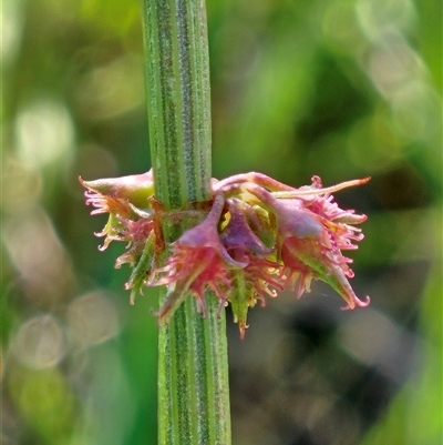 Rumex brownii (Slender Dock) at Weetangera, ACT - 2 Dec 2025 by sangio7