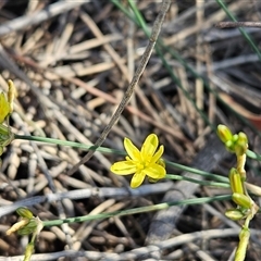 Tricoryne elatior (Yellow Rush Lily) at Whitlam, ACT - 2 Dec 2025 by sangio7