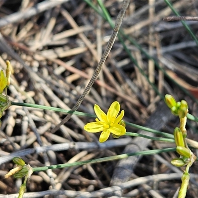 Tricoryne elatior (Yellow Rush Lily) at Whitlam, ACT - 2 Dec 2025 by sangio7