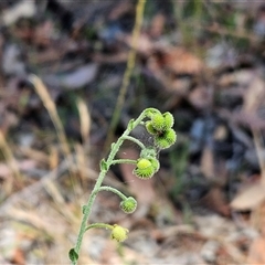 Cynoglossum australe (Australian Forget-me-not) at Weetangera, ACT - 2 Dec 2025 by sangio7