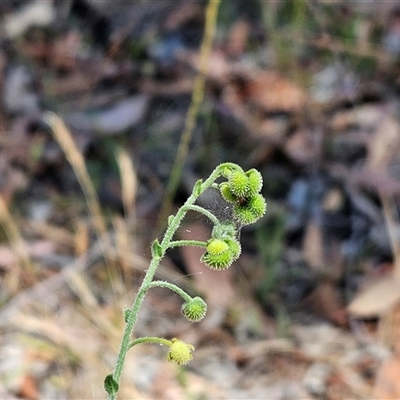Cynoglossum australe (Australian Forget-me-not) at Weetangera, ACT - 2 Dec 2025 by sangio7