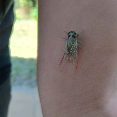 Yoyetta celis (Silver Princess Cicada) at  - suppressed by cmwal