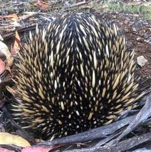 Tachyglossus aculeatus (Short-beaked Echidna) at Red Hill, ACT - 26 Nov 2025 by MichaelMulvaney
