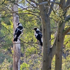 Gymnorhina tibicen (Australian Magpie) at Isaacs, ACT - Yesterday by Mike