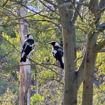 Gymnorhina tibicen (Australian Magpie) at Isaacs, ACT - Yesterday by Mike