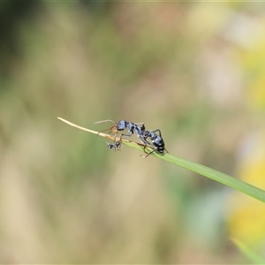 Myrmecia sp., pilosula-group (Jack jumper) at Captains Flat, NSW - Yesterday by Csteele4