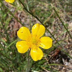 Ranunculus lappaceus at Lake George, NSW - Yesterday by SteveBorkowskis