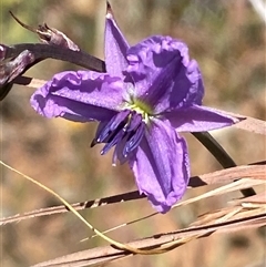 Arthropodium fimbriatum (Nodding Chocolate Lily) at Bungendore, NSW - 3 Dec 2025 by SteveBorkowskis