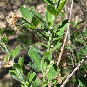 Genista monspessulana at Bungendore, NSW - Yesterday by SteveBorkowskis